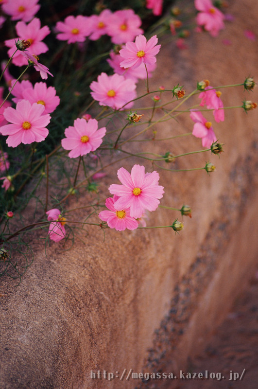 めがっさピンぼけ : CONTAX Tele-Tessar 200mm f4 AE-G