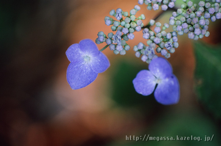 めがっさピンぼけ : CONTAX Macro Planar 100mm f2.8 AE-J