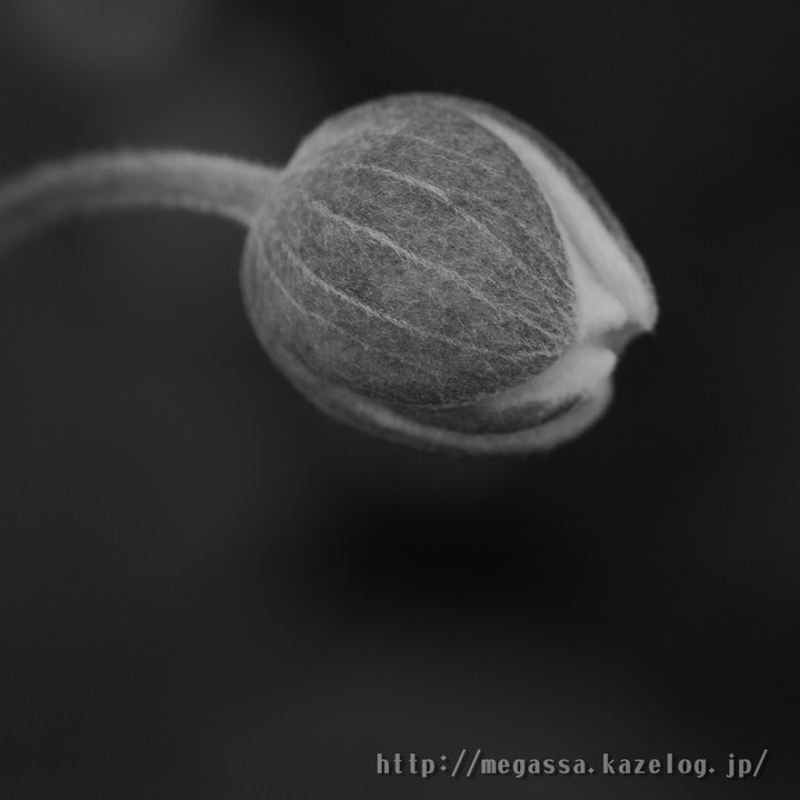 めがっさピンぼけ : Leica DG Macro-Elmarit 45mm f2.8 ASPH めがっさピンぼけ : Leica DG Macro-Elmarit 45mm f2.8 ASPH