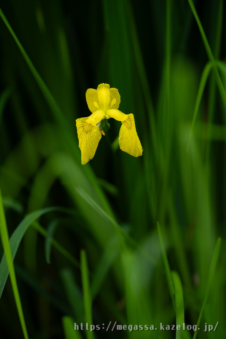 めがっさピンぼけ : MINOLTA AF 100mm f2.8 MACRO