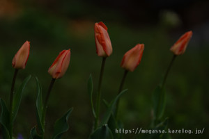 Dsc04650