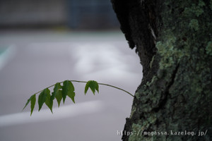 Dsc05150