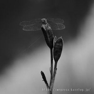 Dsc_0920 Dsc_0920