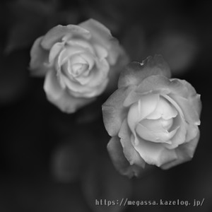Dsc_0960 Dsc_0960