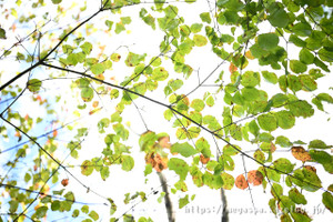 Dsc_5264 Dsc_5264