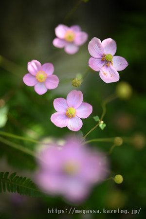 Dsc_5270 Dsc_5270