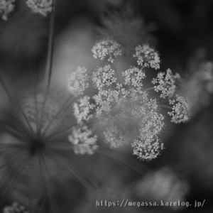 Dsc_5290 Dsc_5290