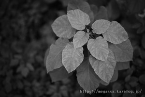 Dsc_5322 Dsc_5322