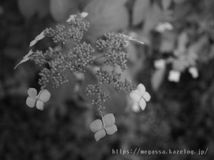 P7290222