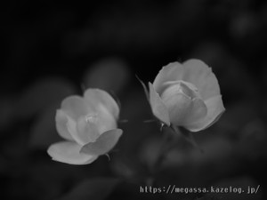P7290287